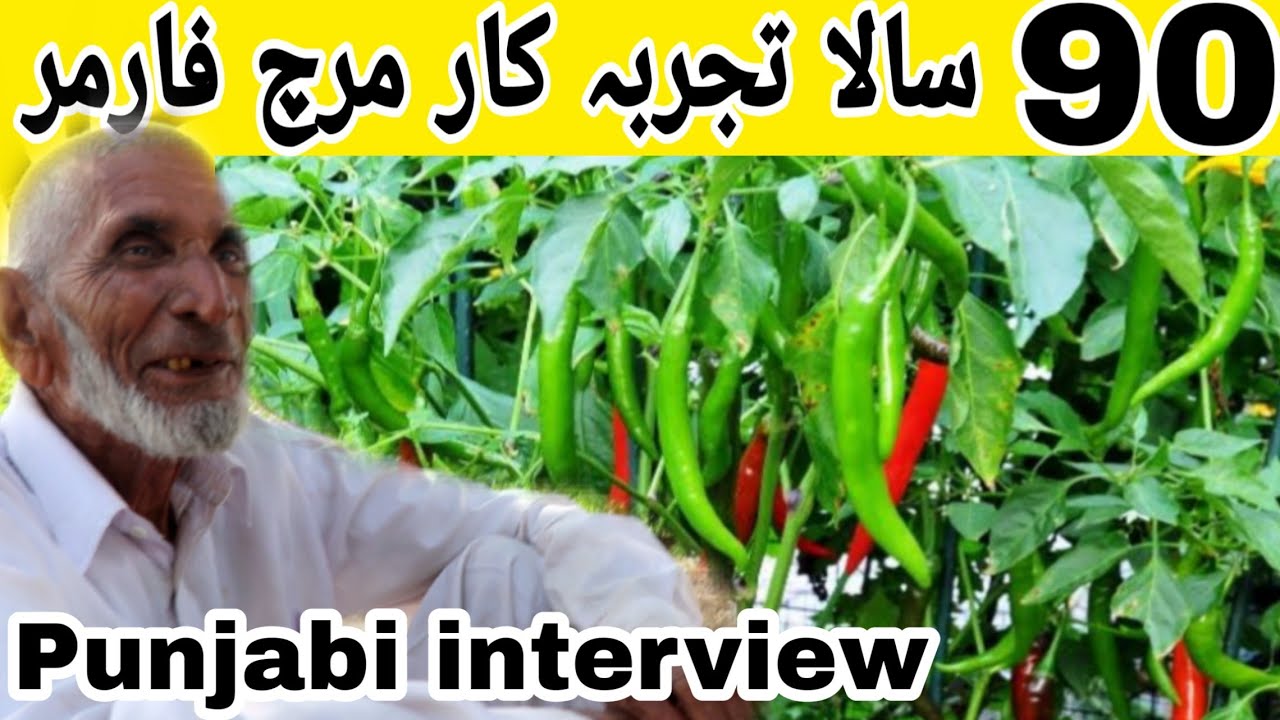 chilli farmig in Pakistan / chilli farmig Business / Punjabi interview