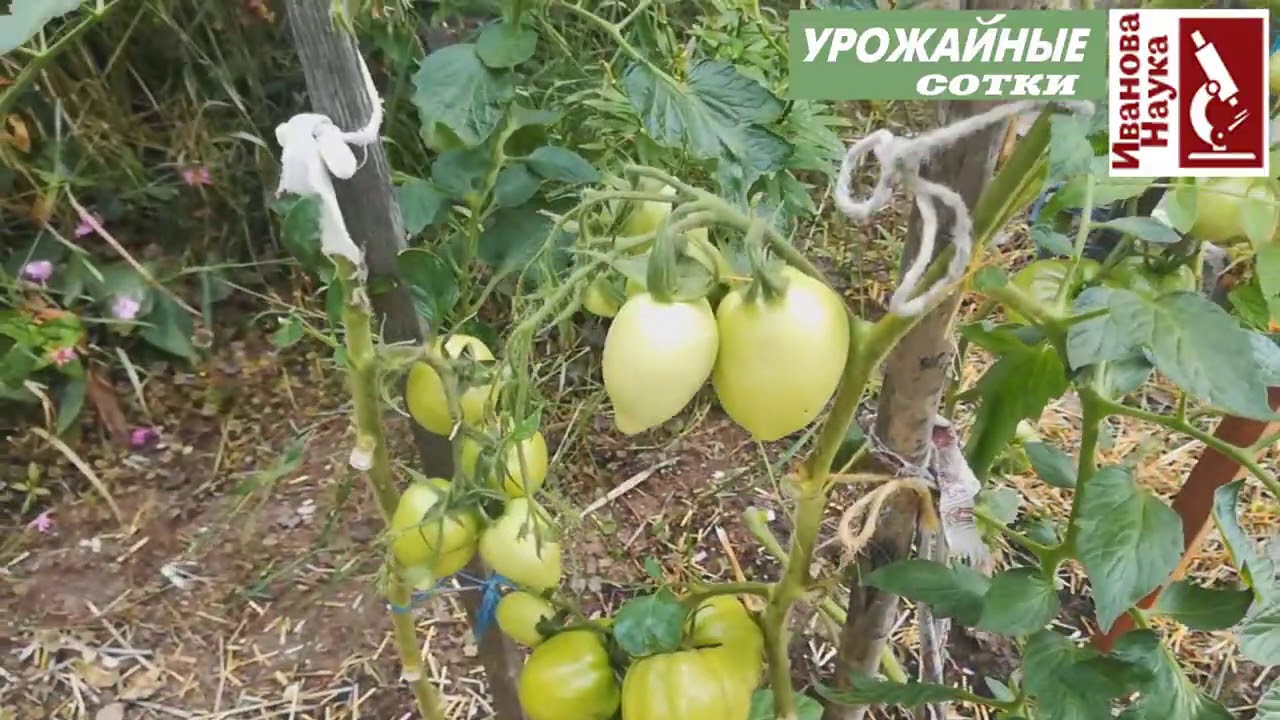 Запомните эту СХЕМУ ОБРАБОТКИ и забудете о болезнях томата навсегда!