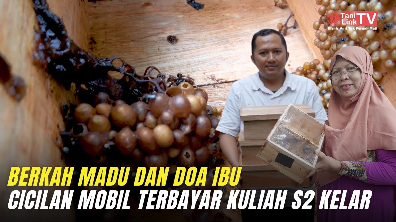 Lulus Kuliah S2 dari Budidaya Lebah Madu Klanceng Skala Rumahan