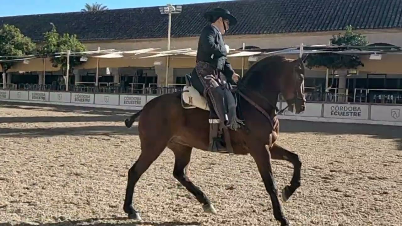 Omega Copa de Navidad.Cordoba Ecuestre