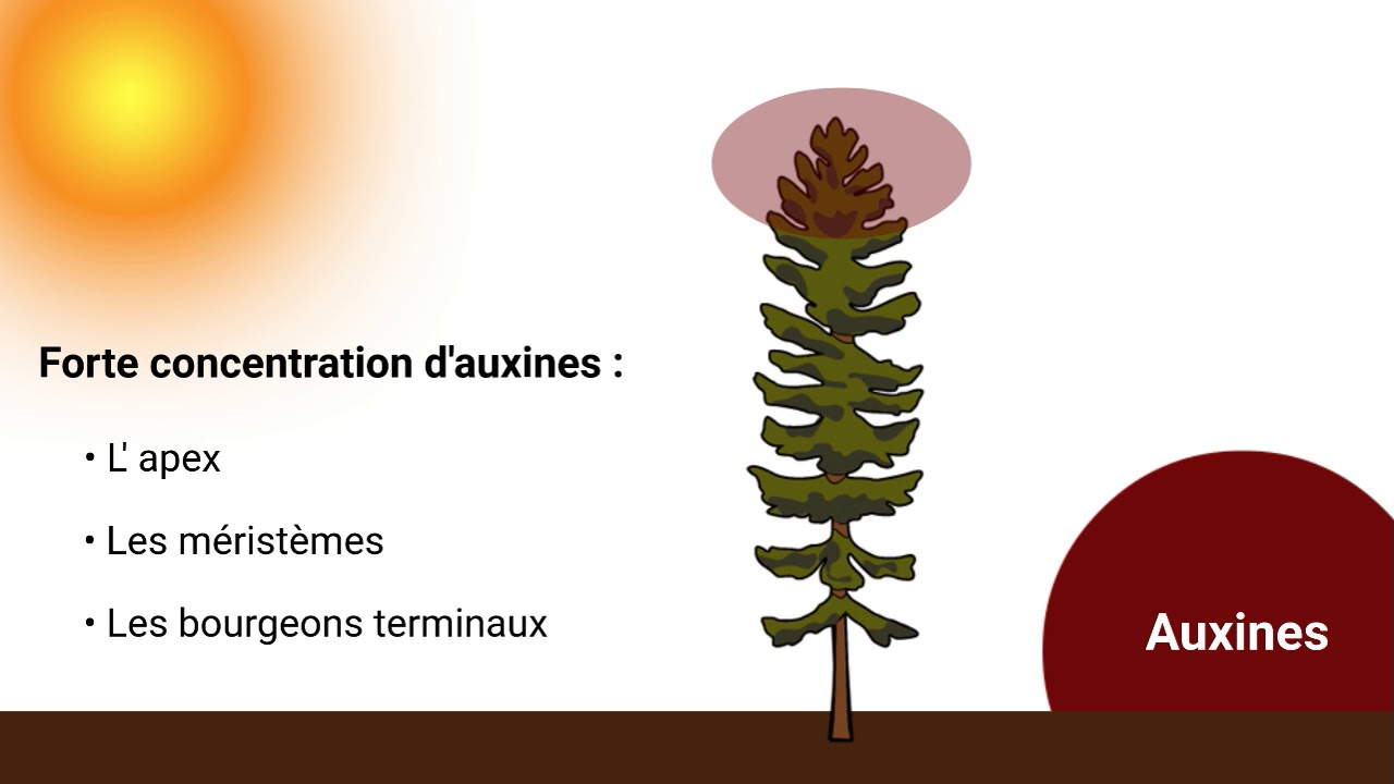 Capsule 6 - Les phytohormones