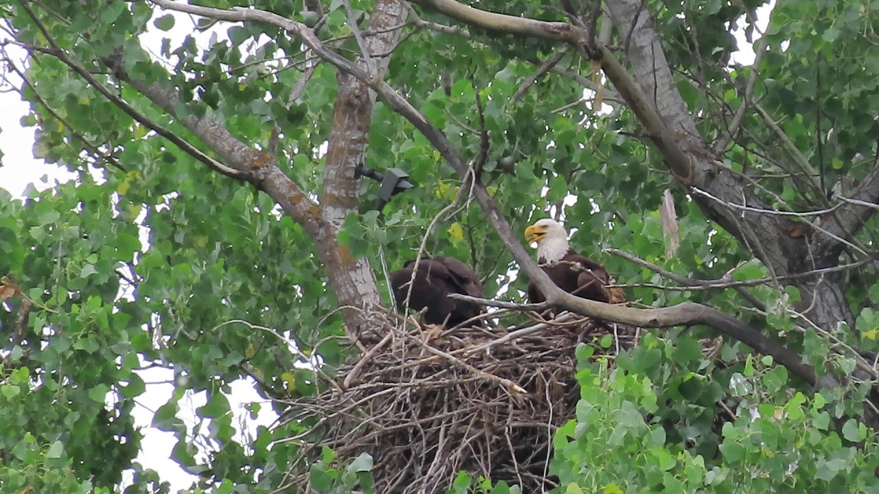 Redding Eagles~Hope Hops Around Edge of Nest