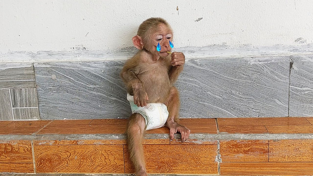 monkey Taka is sad and cries when he can't find his mother