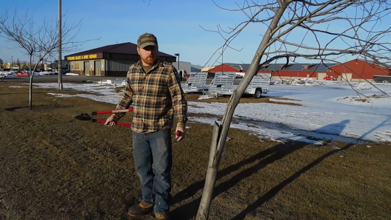 Corrective Tree Pruning