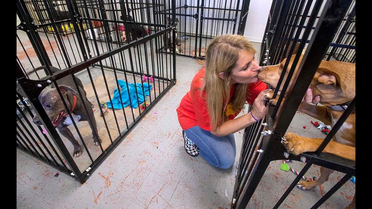 The dog rescuer: Diana Van Dusen shares stories of her dogs