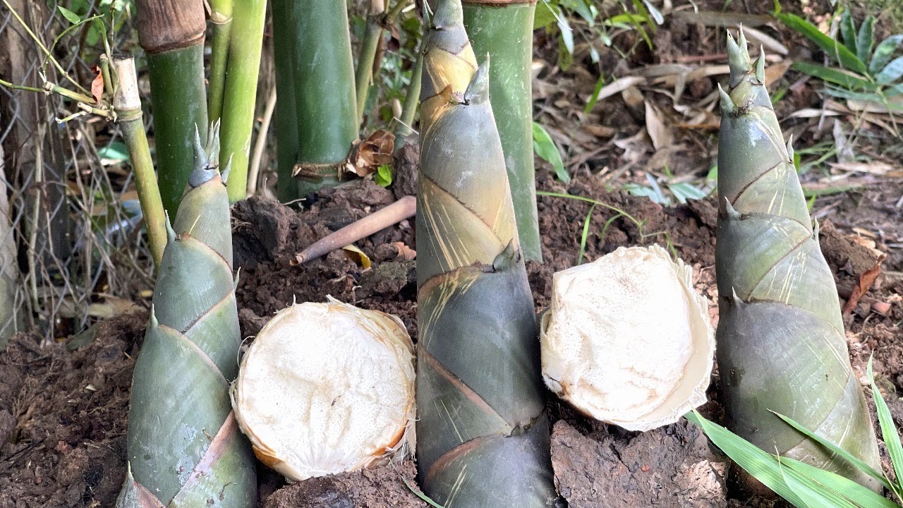 How to add soil on bamboo tree, How to make bamboo shoot growth fast as blow and fat