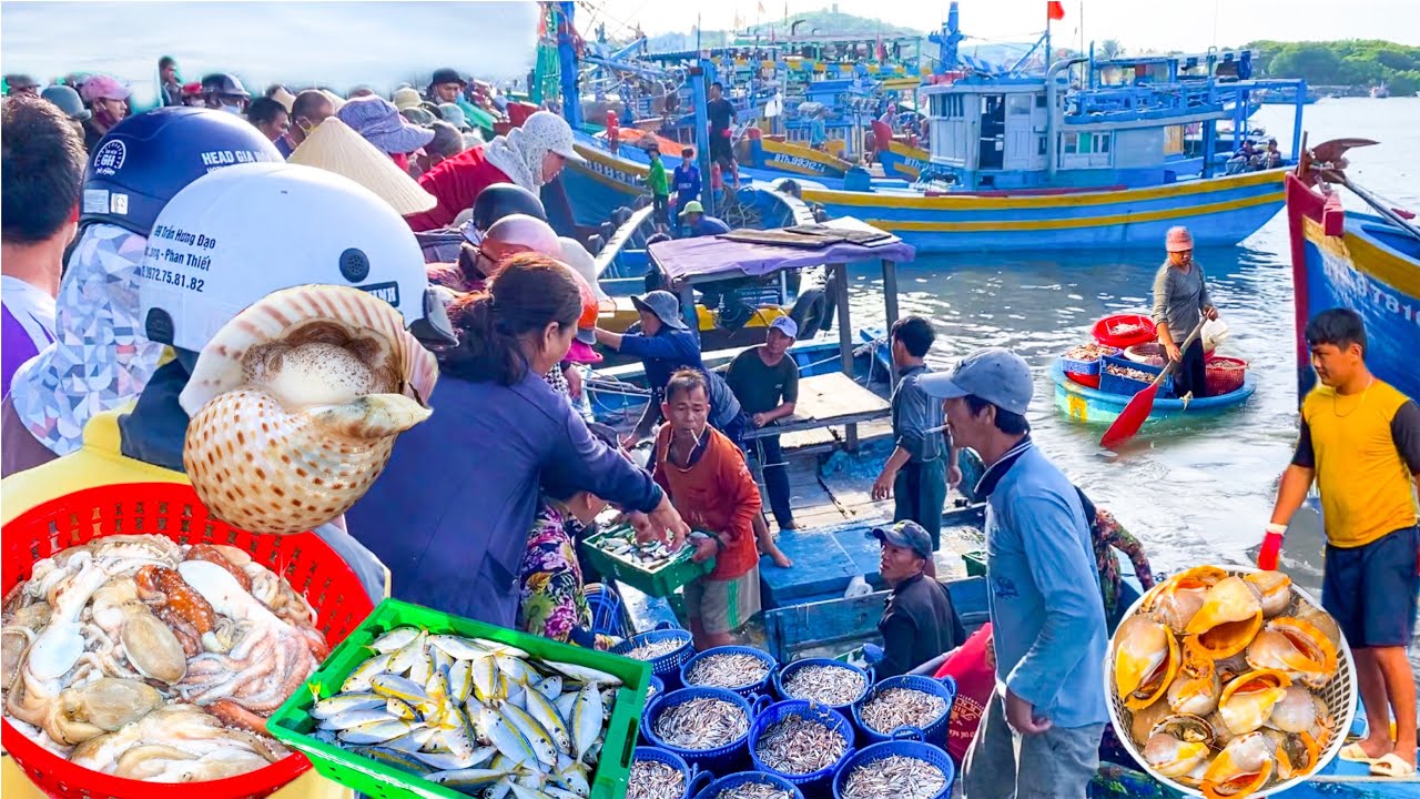 Hàng Tấn Hải Sản Cập Cảng Phú Hài | Dòng Suối Màu Cam Đẹp Nhất Phan Thiết