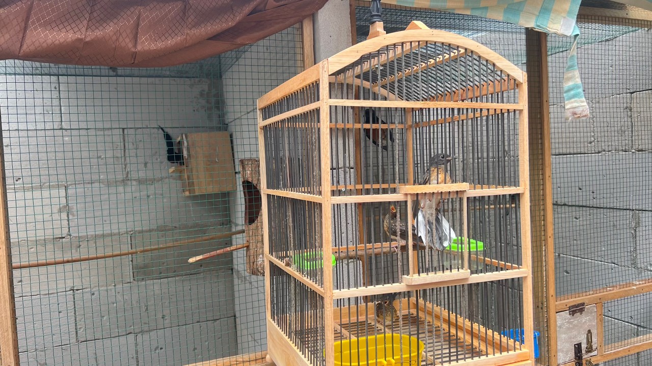 PANEN MURAI BATU MEWAH TRAH HUTAN JADI SINGO EDAN