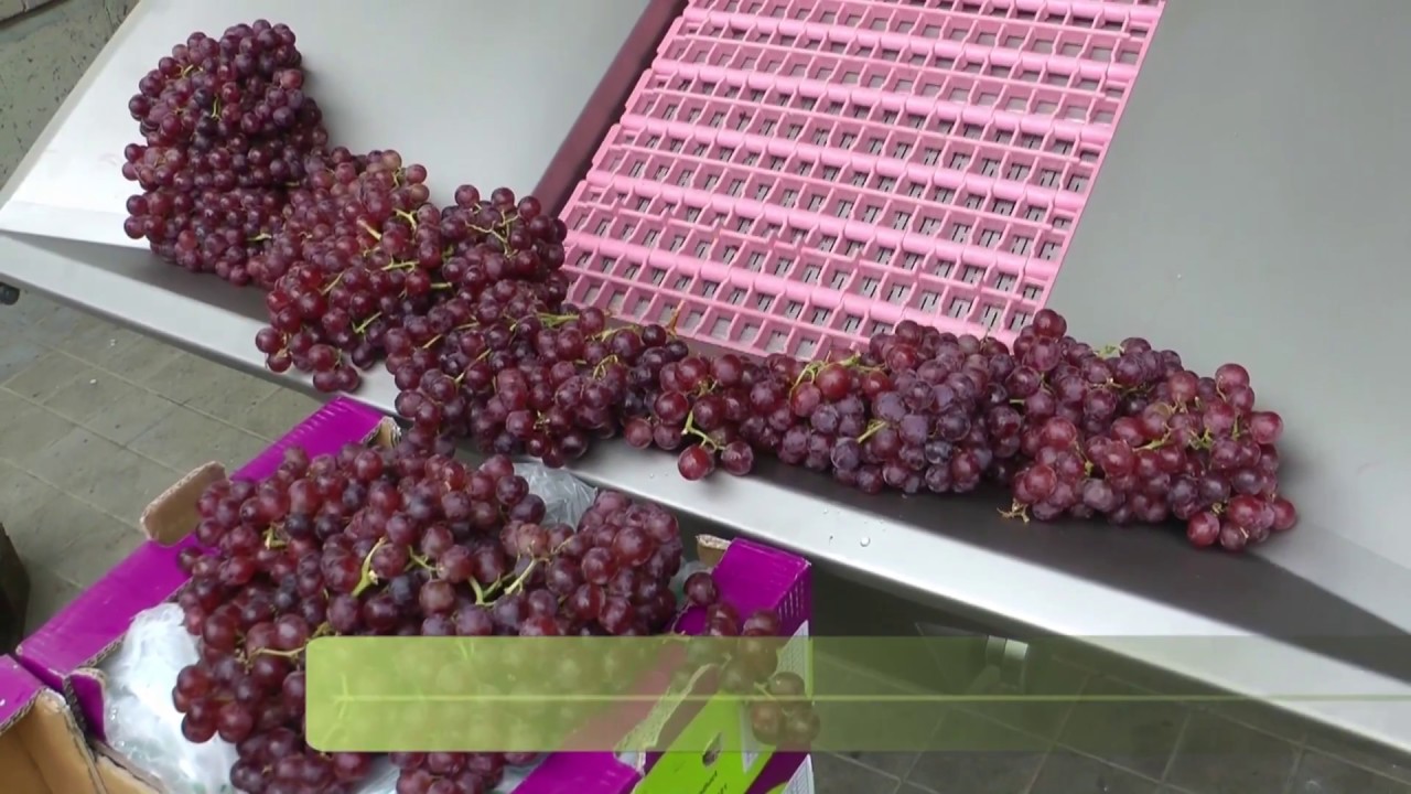 Scharfenberger Euroselect - Abbeeren von CRIMSON Tafeltrauben