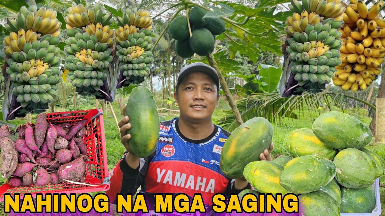 Ito ang tinda natin ngayon Sabay sabay ang pitas ng gulay prutas Kamote saging at mga papaya 