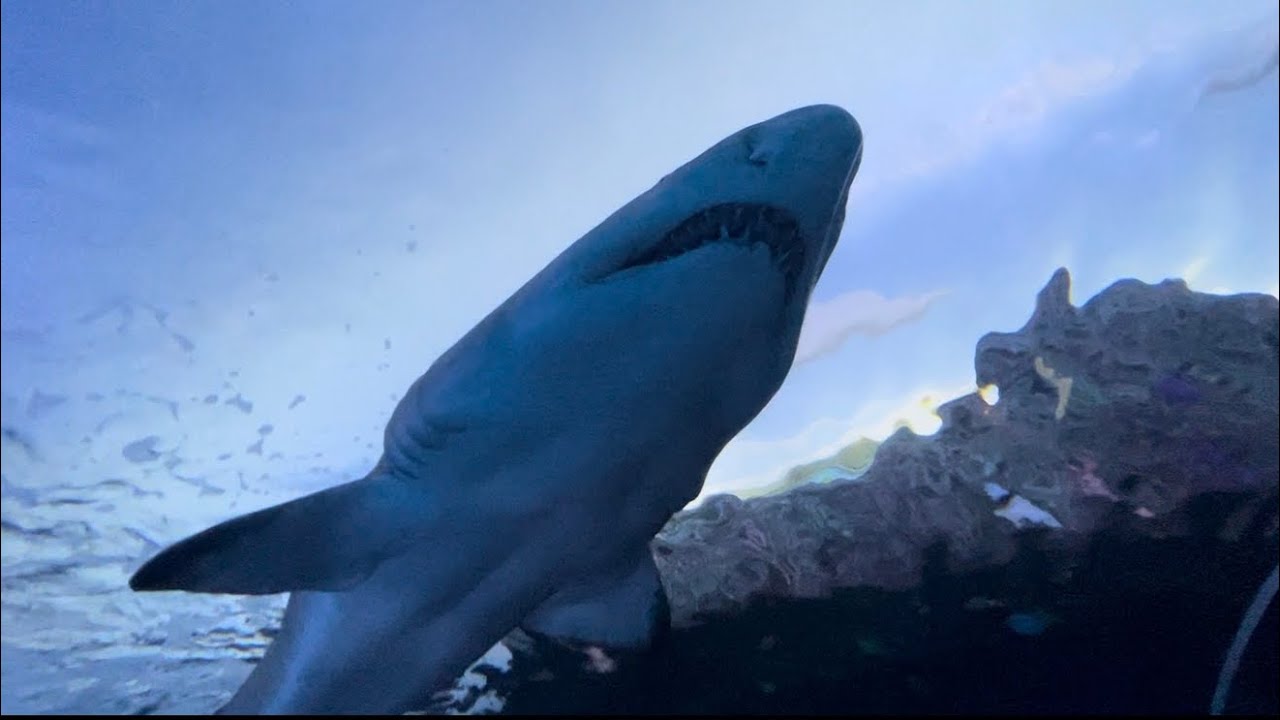 Ripley’s aquarium Toronto