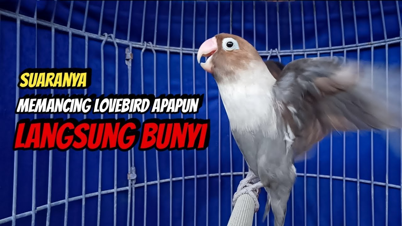 Lovebird Ngekek Panjang Paling MANTAB Buat Pancingan, Lovebird Susah Bunyi Langsung NYAUT