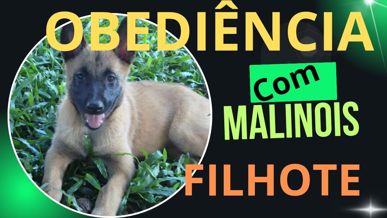 Iniciando obediência de um filhote de Malinois.