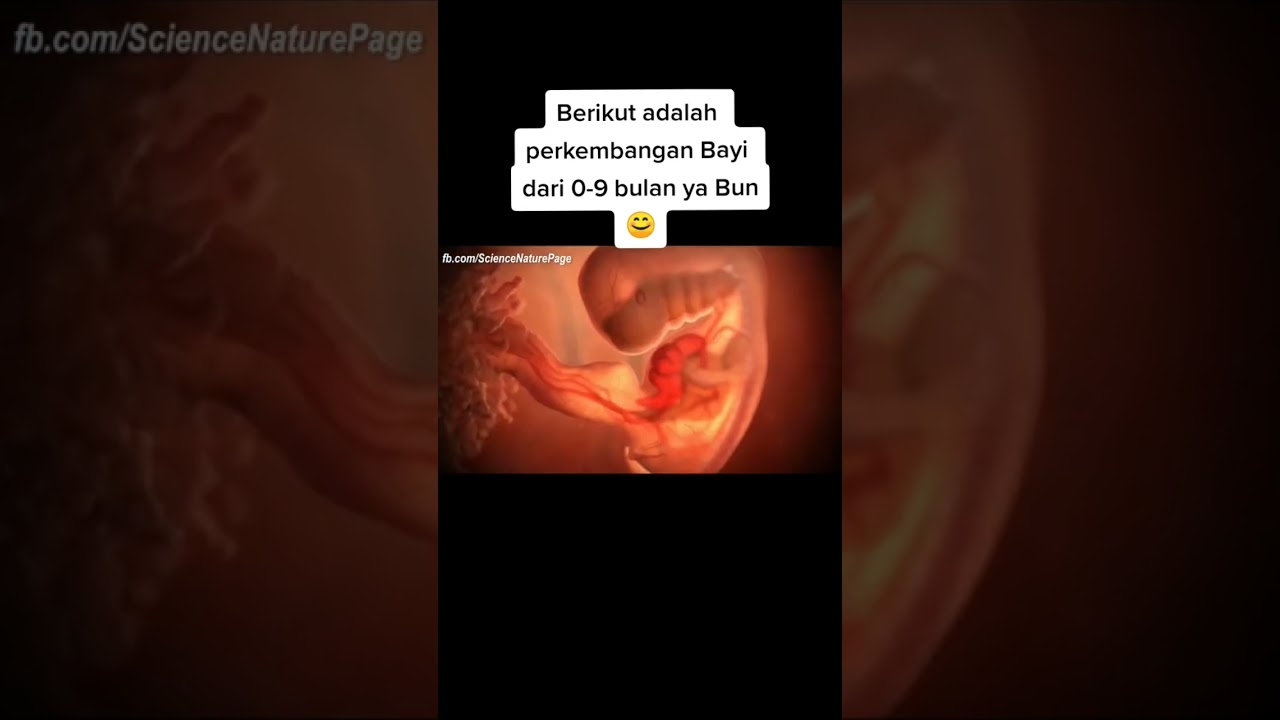 proses perkembangan bayi dari 0-9 bulan