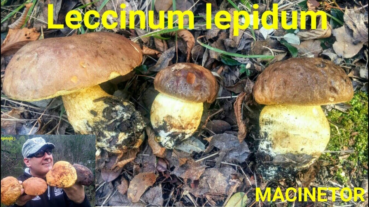Leccinum lepidum by MACINETOR  HD