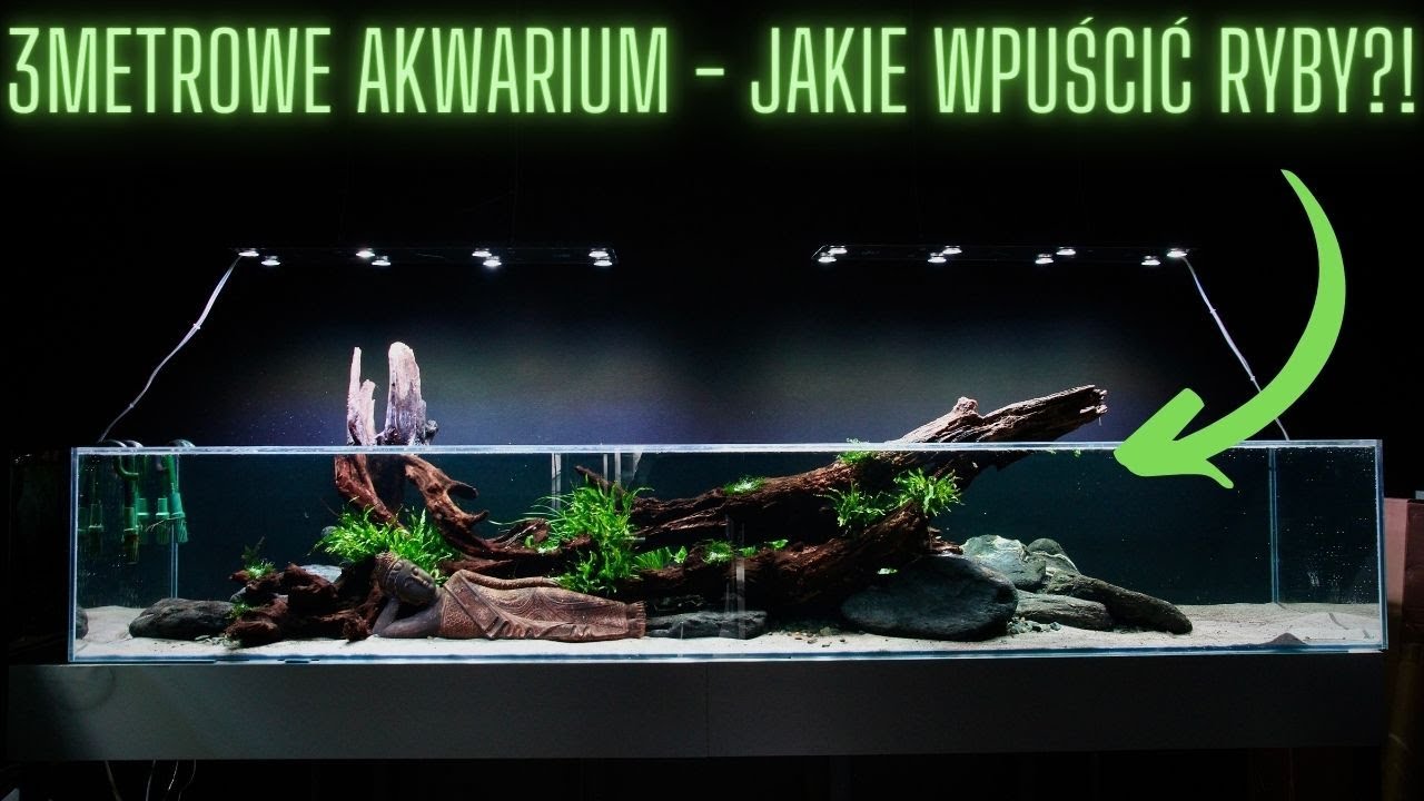 Założyliśmy 1000l AKWARIUM PROSTE W OBSŁUDZE w studio Eakwarium!