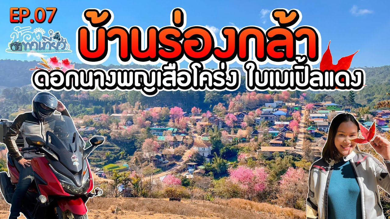 เที่ยวบ้านร่องกล้า ตามล่าดอกนางพญาเสือโคร่ง ใบเมเปิ้ลแดง ไหว้พระพุทธชินราช | น้องพาเที่ยว EP.07