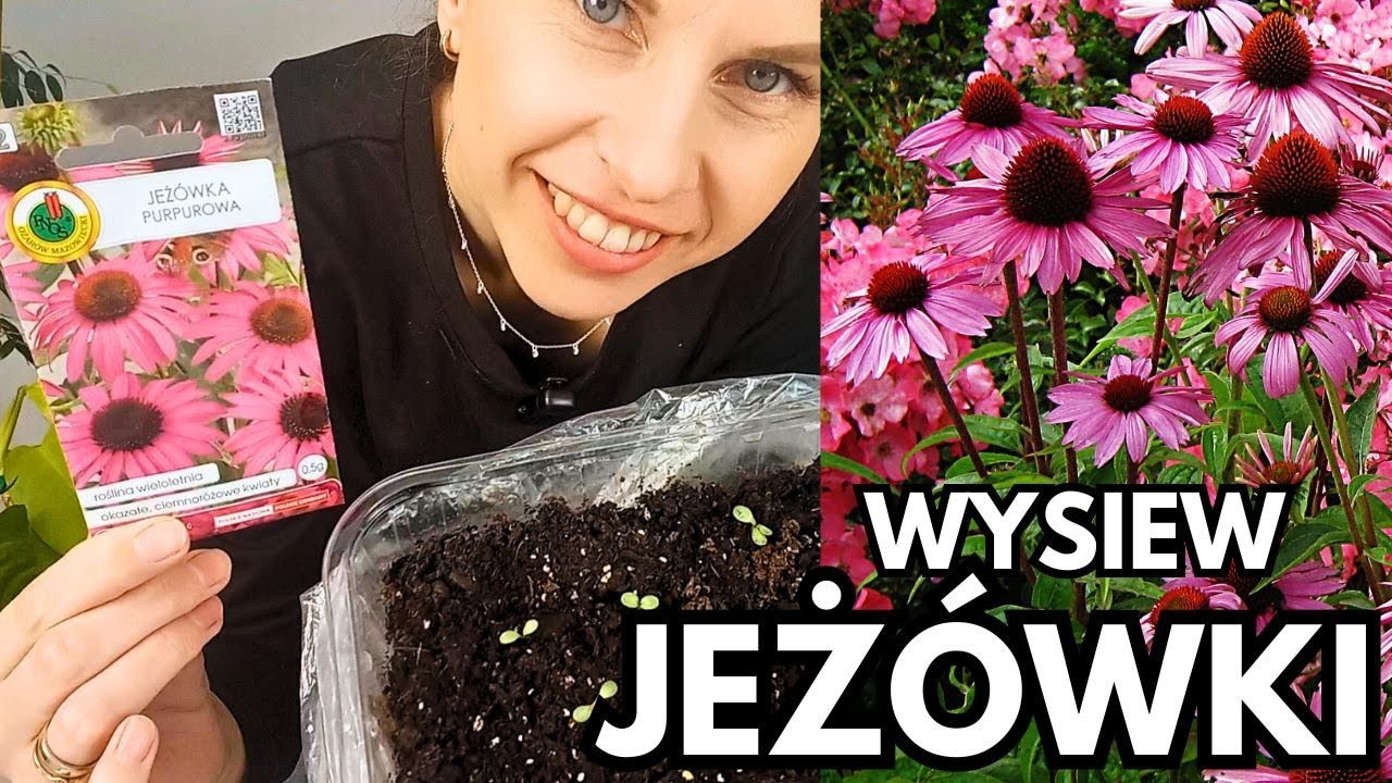Jeżówki z nasion - pierwsze efekty | Wysiewaj i oszczędzaj