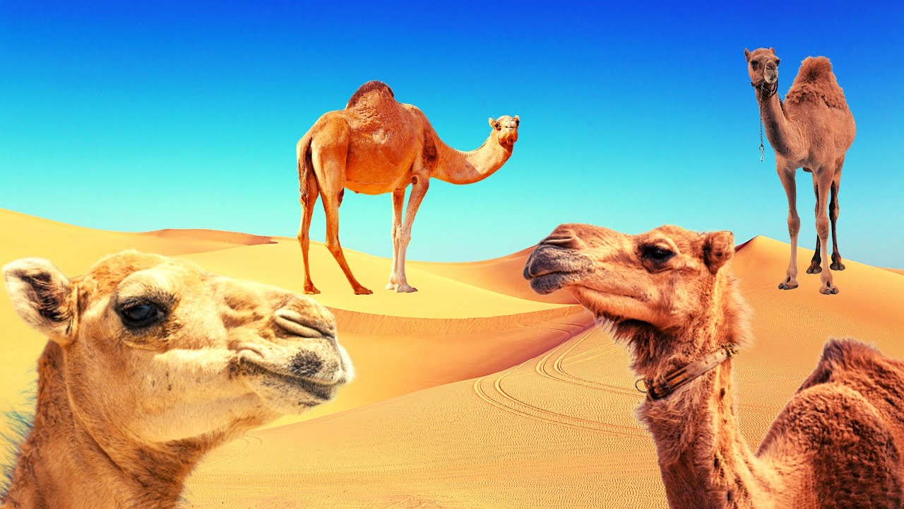 Som de camelo no deserto:Camelo bebendo água. 🐫🐫🐫🐫