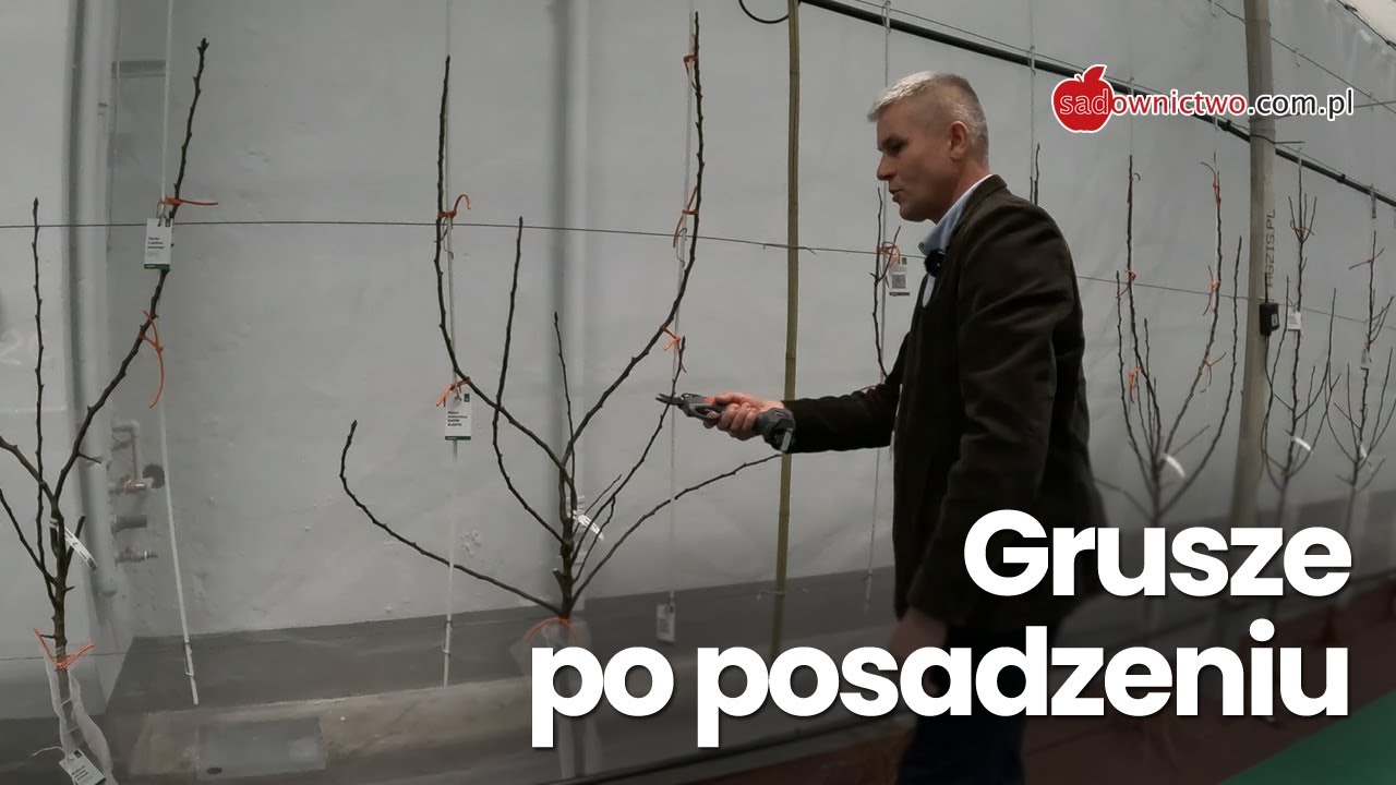 GRUSZE - cięcie drzewek po posadzeniu (część 5/6)