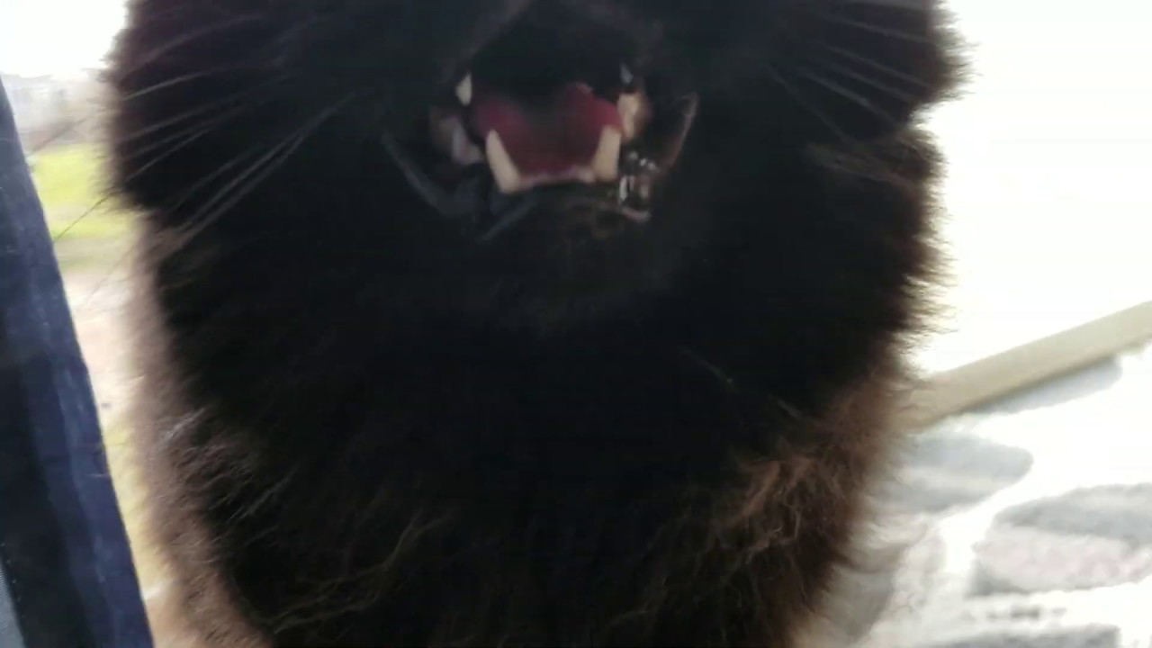 *TALKING CAT*  Domestic Longhair Cat always Meowing