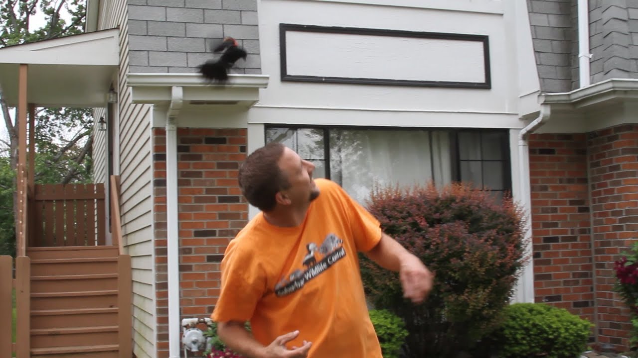 Red Winged ATTACK Bird! One Real Life Angry Bird by Suburban Wildlife Control