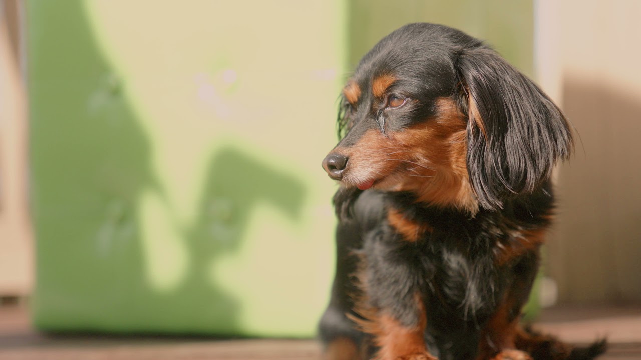 cute sad dog, dog in tragidy