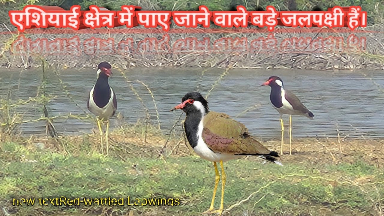 Red-wattled Lapwings 🦅  जो एशियाई क्षेत्र में पाए जाने वाले बड़े जलपक्षी हैं। 🌈🏞