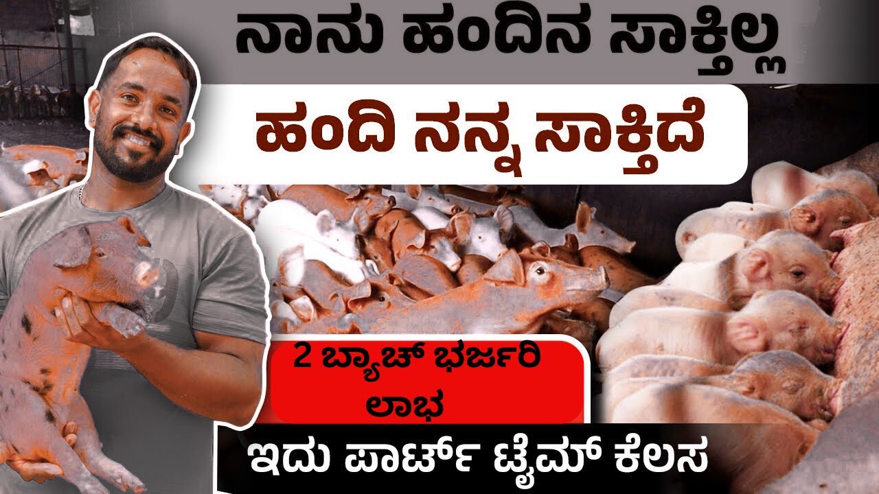 ಹಂದಿ ಸಾಕಾಣಿಕೆ 2 ಬ್ಯಾಚ್‌ನಿಂದ ಬಹಳ ಲಾಭ | ಹಂದಿ ಸಾಕಾಣಿಕೆಯಲ್ಲಿ ಯಶಸ್ಸು ಕಂಡ ಯುವ ರೈತ | Pig Farming