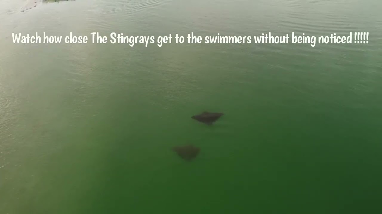 Watch how close the stingrays get to the swimmers !!!!!  Dunedin causeway Labor Day￼ 9/5/22￼