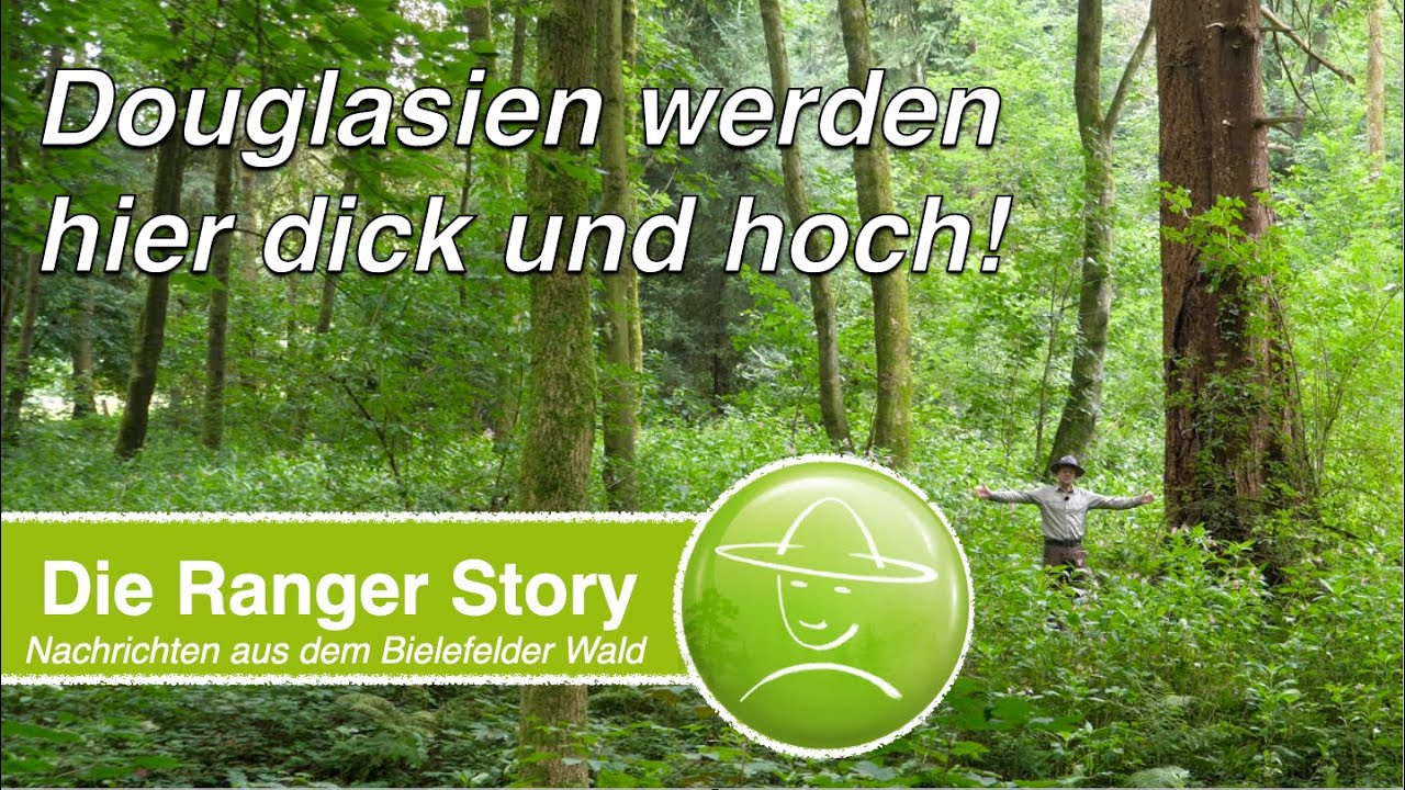 Douglasien werden hier dick und hoch!