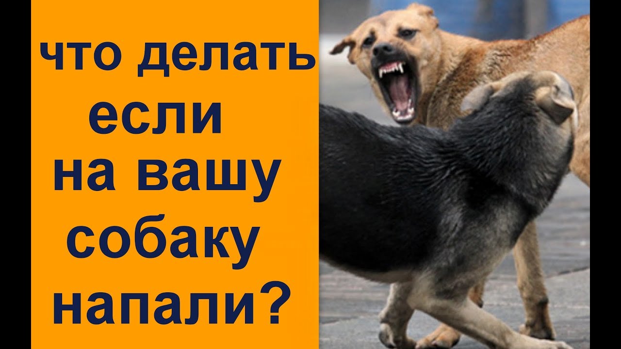 Что делать если на вашу собаку напали  разбор моей ситуации