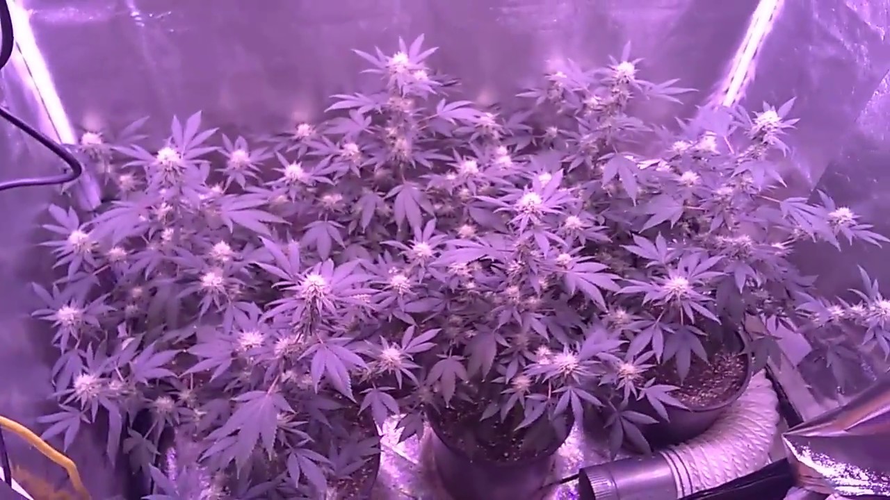 Star Dawg flowering update.