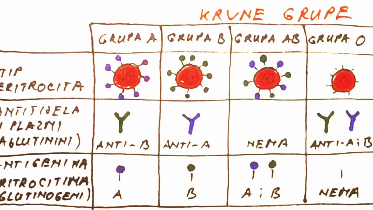 KRVNE GRUPE - ABO SISTEM, Rh FAKTOR, KOMPATIBILNOST, Rh NEGATIVNE MAJKE U TRUDNOĆI