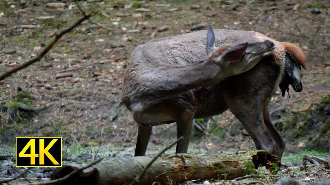 Hirschkuh mit Fehlgeburt (hind with miscarriage) 4K