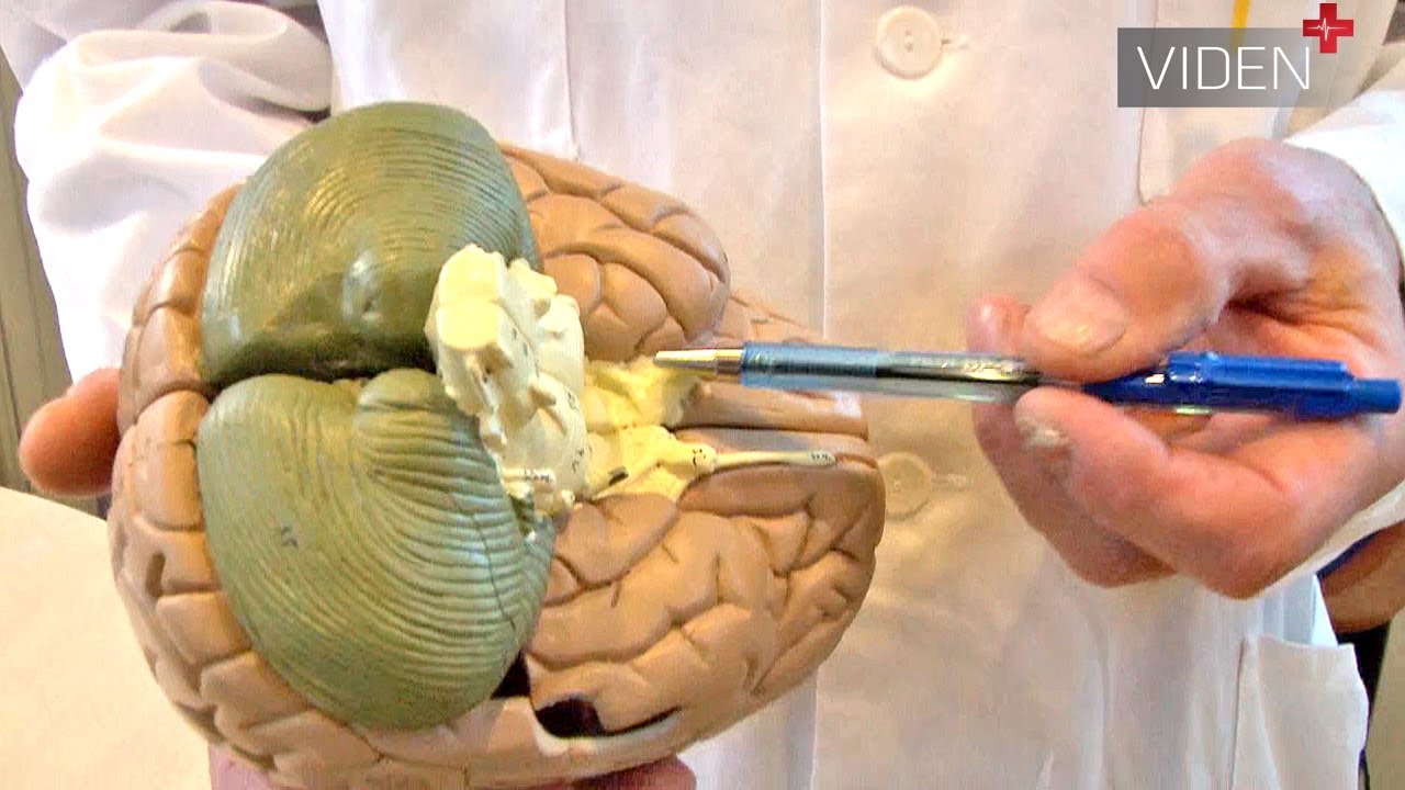 Sådan fungerer hjernens biologiske ur