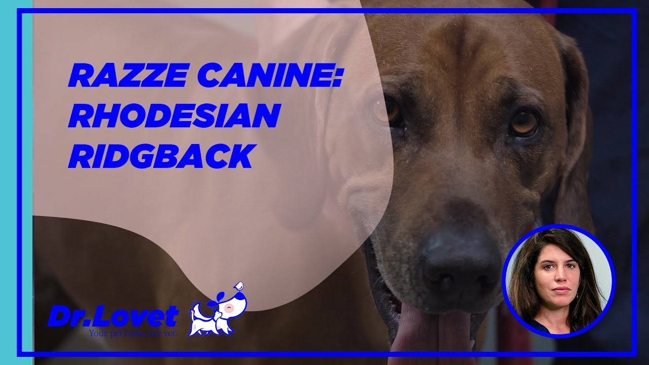 Speciale razze canine: Il Rhodesian Ridgeback
