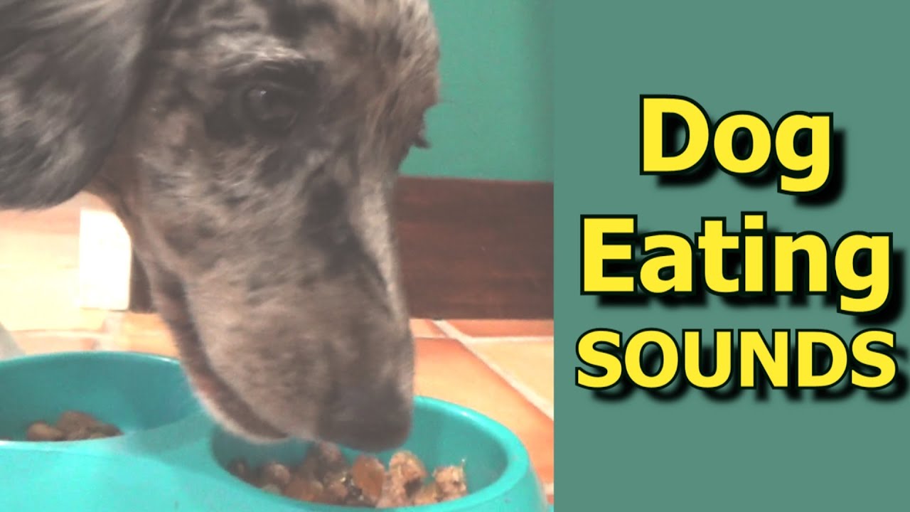 Dog Eating Sounds Loud Eating Sounds