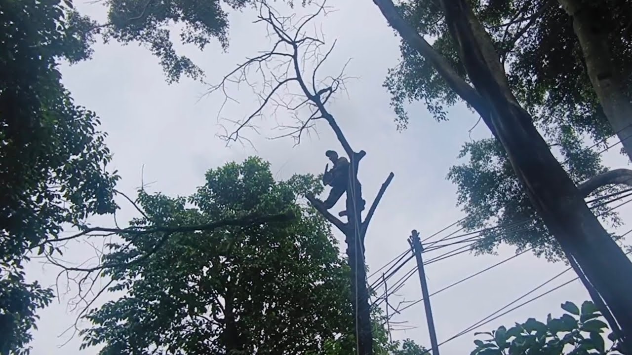 Sangat Cepat, Penebangan pohon kering beresiko, 