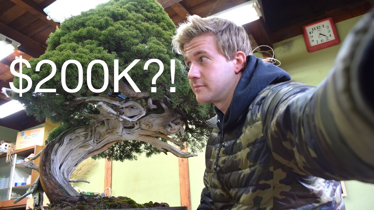 Бонсай за 200 тысяч долларов?!