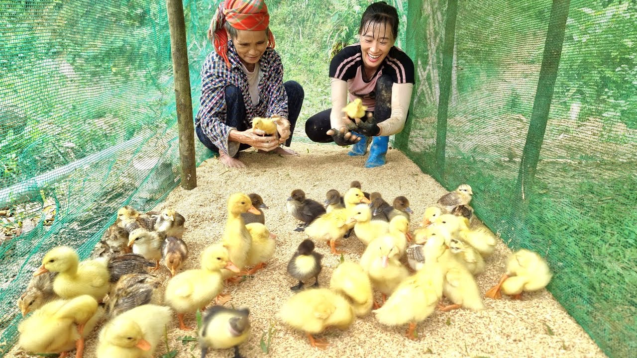 Give mom a flock of ducklings, and help mom build a complete barn / Bàn Thị Diết