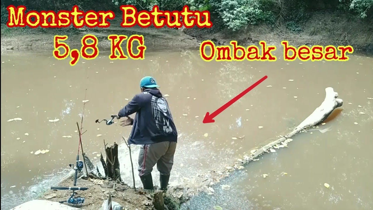 Mancing ikan betutu monster,rekor terbesar pribadi,5 ekor tertangkap bersama team Regol kali