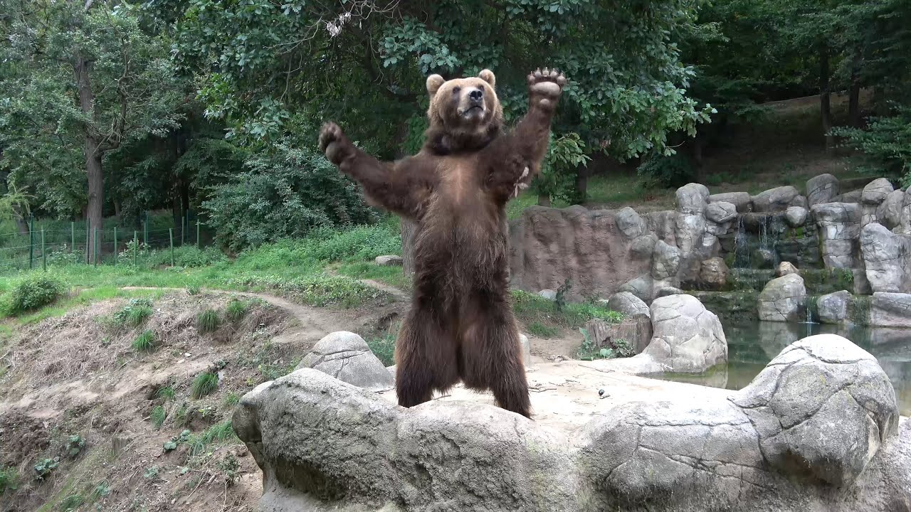 Medvědice kamčatská Irina