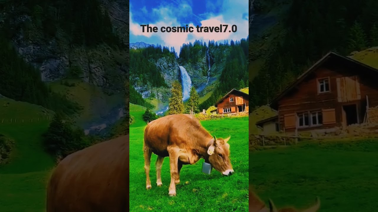 switzerland cow farm🦋🦋🤩 ll switzerland tourism cows with milk 8k ll switzerland vlog 