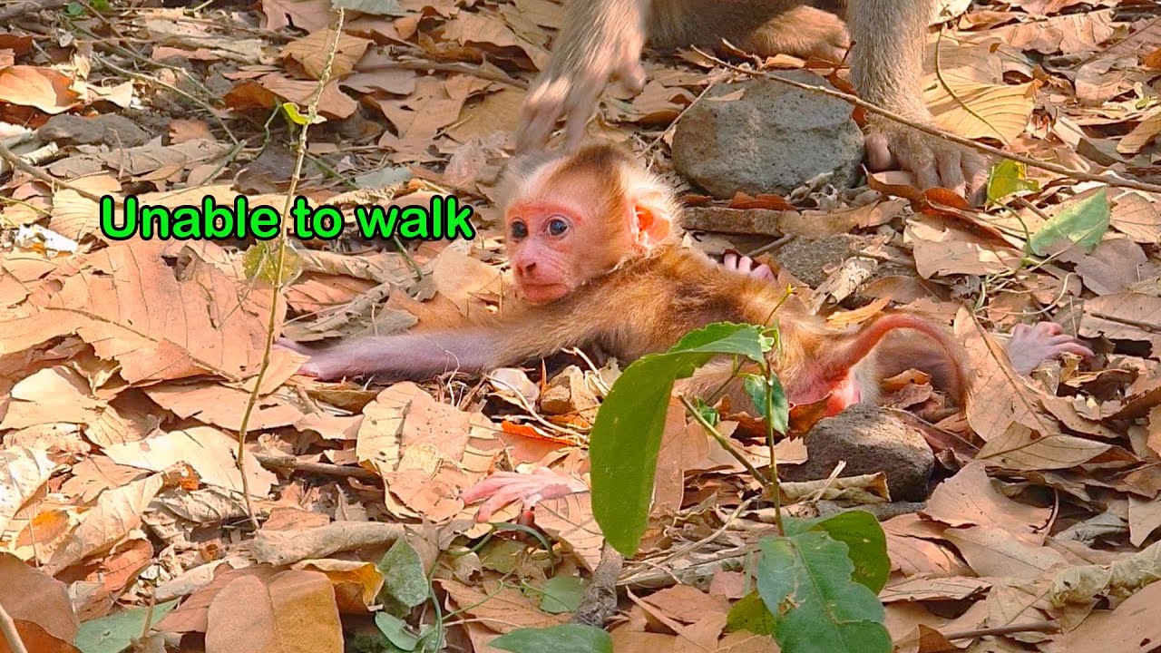 Though feeling unwell, the monkey mom gently encourages her little baby to take its first steps