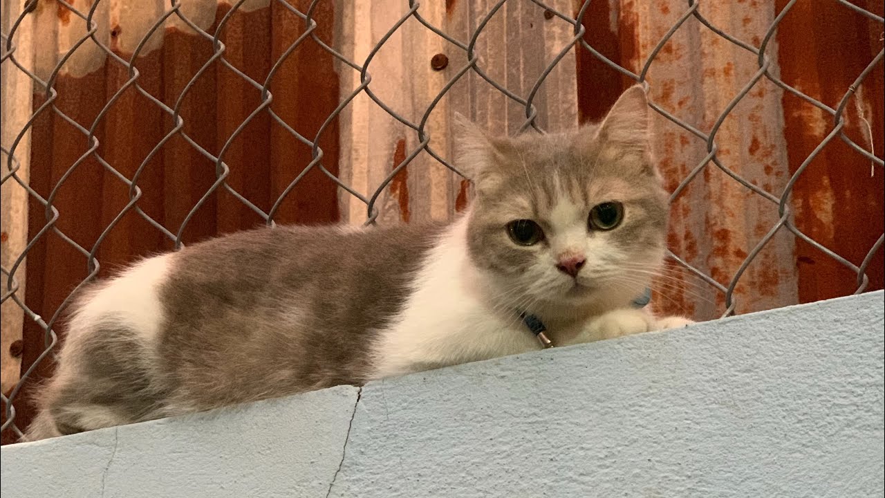[Meow][250510] | MOONIE | TSUKI | BƠ - Bơ làm quen nhà, Moonie Tsuki bắt chuột