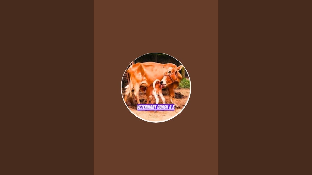 Veterinary Tips for Dairy Farmers | Artificial Insemination, Milk & Disease – Animesh Sarkar