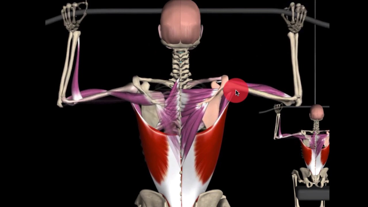 Musculus Teres Major (grote ronde armspier)