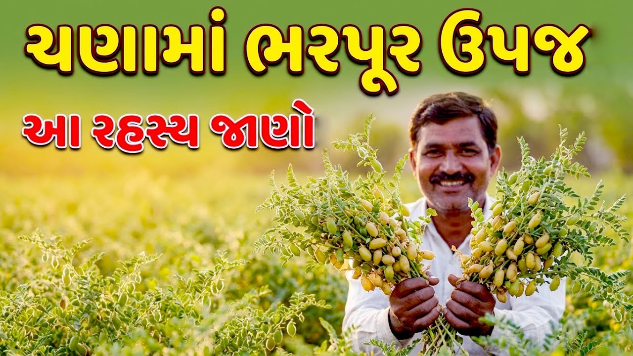 ખેડૂતનો સાચો અનુભવ | ચણાની ખેતી । A Farmer’s Real Experience with Chana Farming । चने की खेती । gram