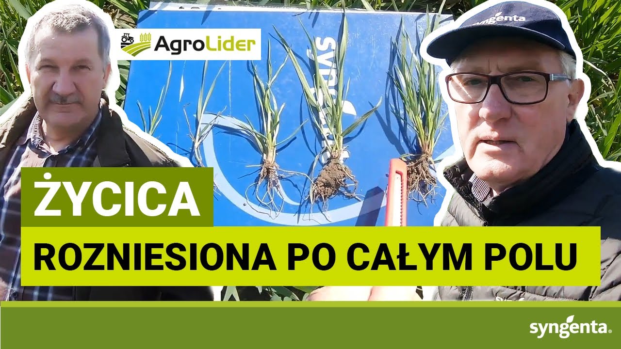 Skuteczne zwalczanie ŻYCICY | Żuławka Sztumska, woj.pomorskie | Aleksander Szymański